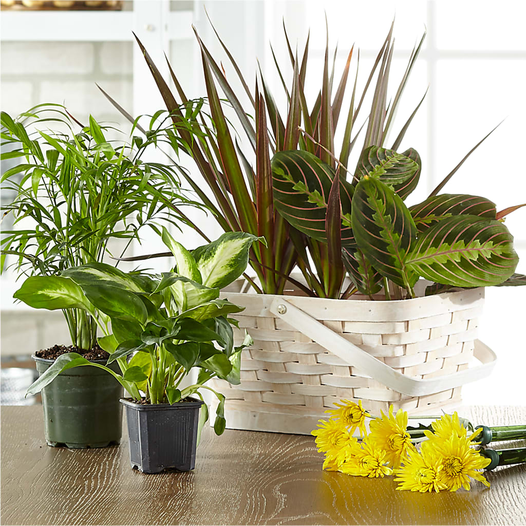 Florist Designed Blooming and Green Plants in a Basket – Sayla Flowers, Los Angeles CA
