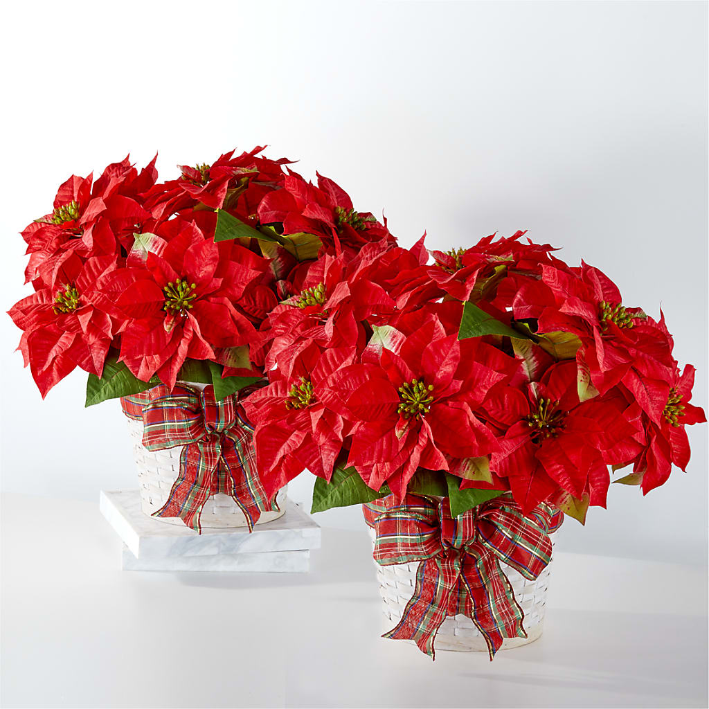 Happiest Holidays Poinsettia Bundle – Sayla Flowers, Los Angeles CA