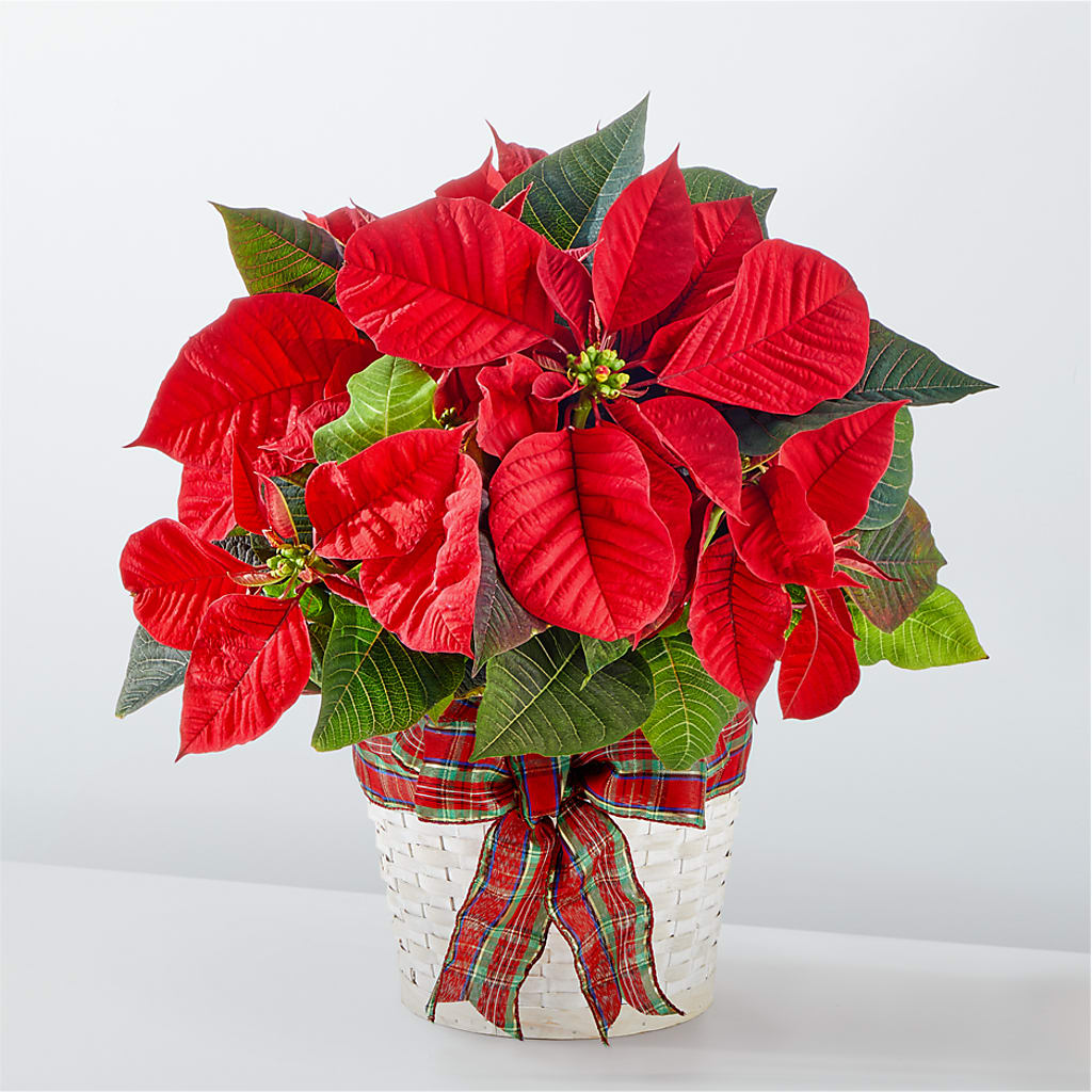 Happiest Holidays Poinsettia – Sayla Flowers, Los Angeles CA