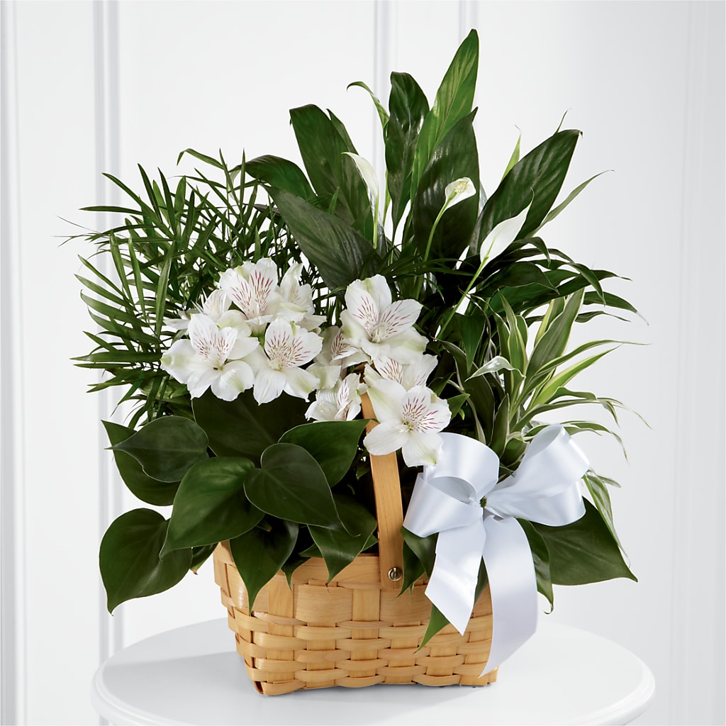 Peace & Serenity Dishgarden – Sayla Flowers, Los Angeles CA