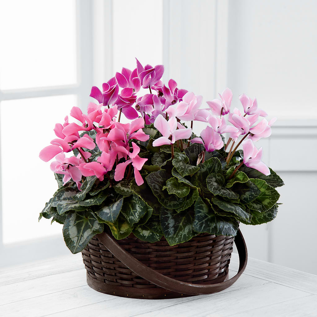 Mixed Cyclamen Planter – Sayla Flowers, Los Angeles CA