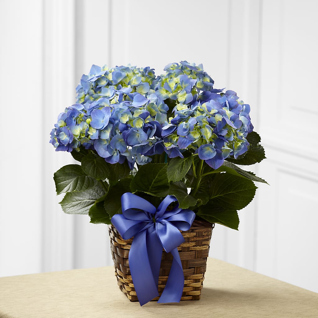 Blue Hydrangea Planter – Sayla Flowers, Los Angeles CA