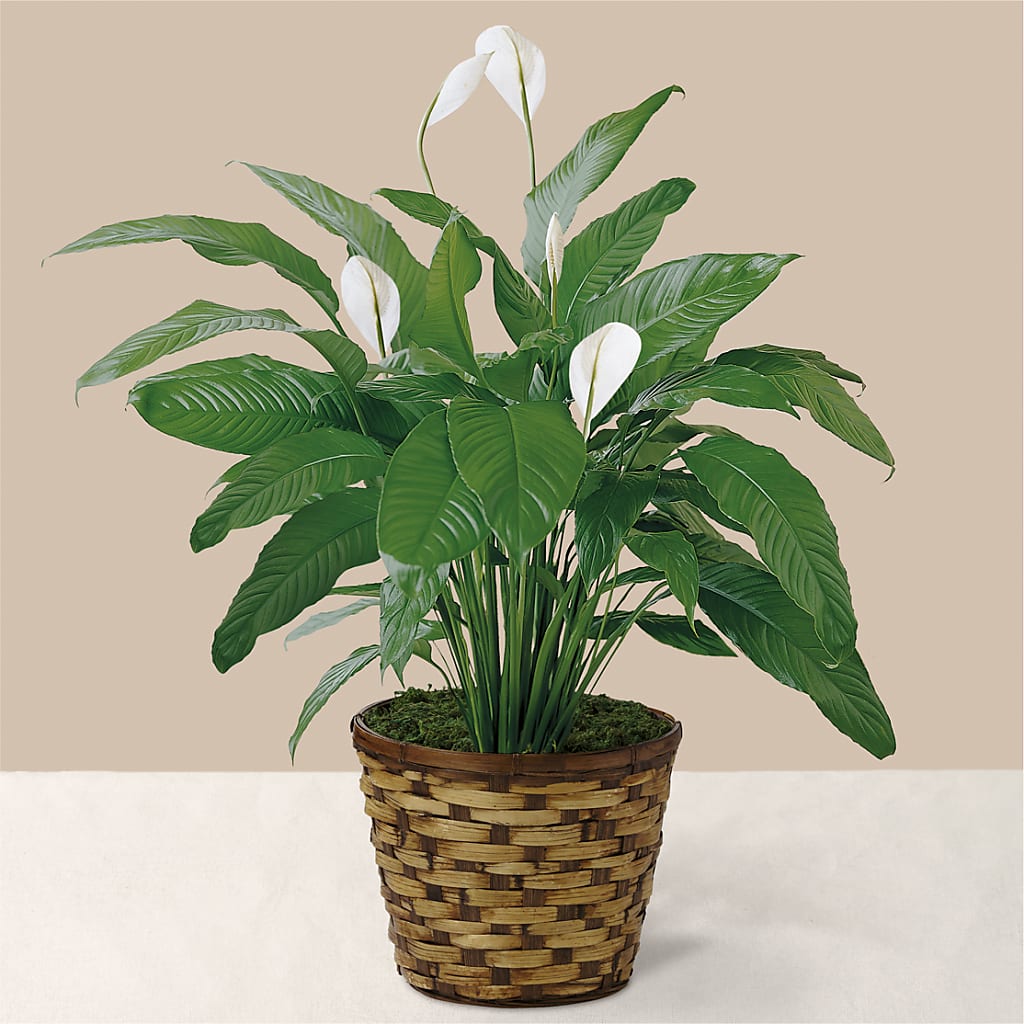 Tranquil Moments Peace Lily Plant – Sayla Flowers, Los Angeles CA