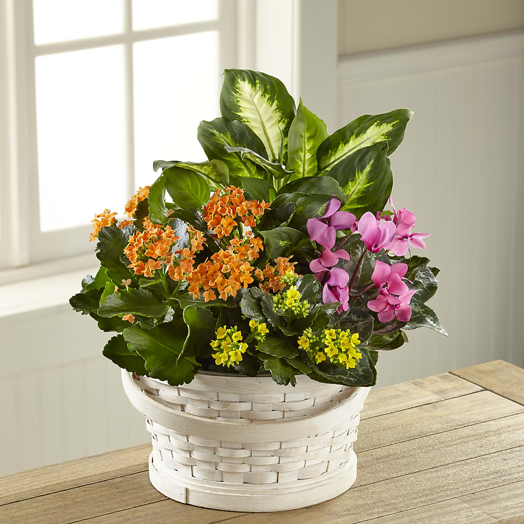Color Crush Dishgarden – Sayla Flowers, Los Angeles CA
