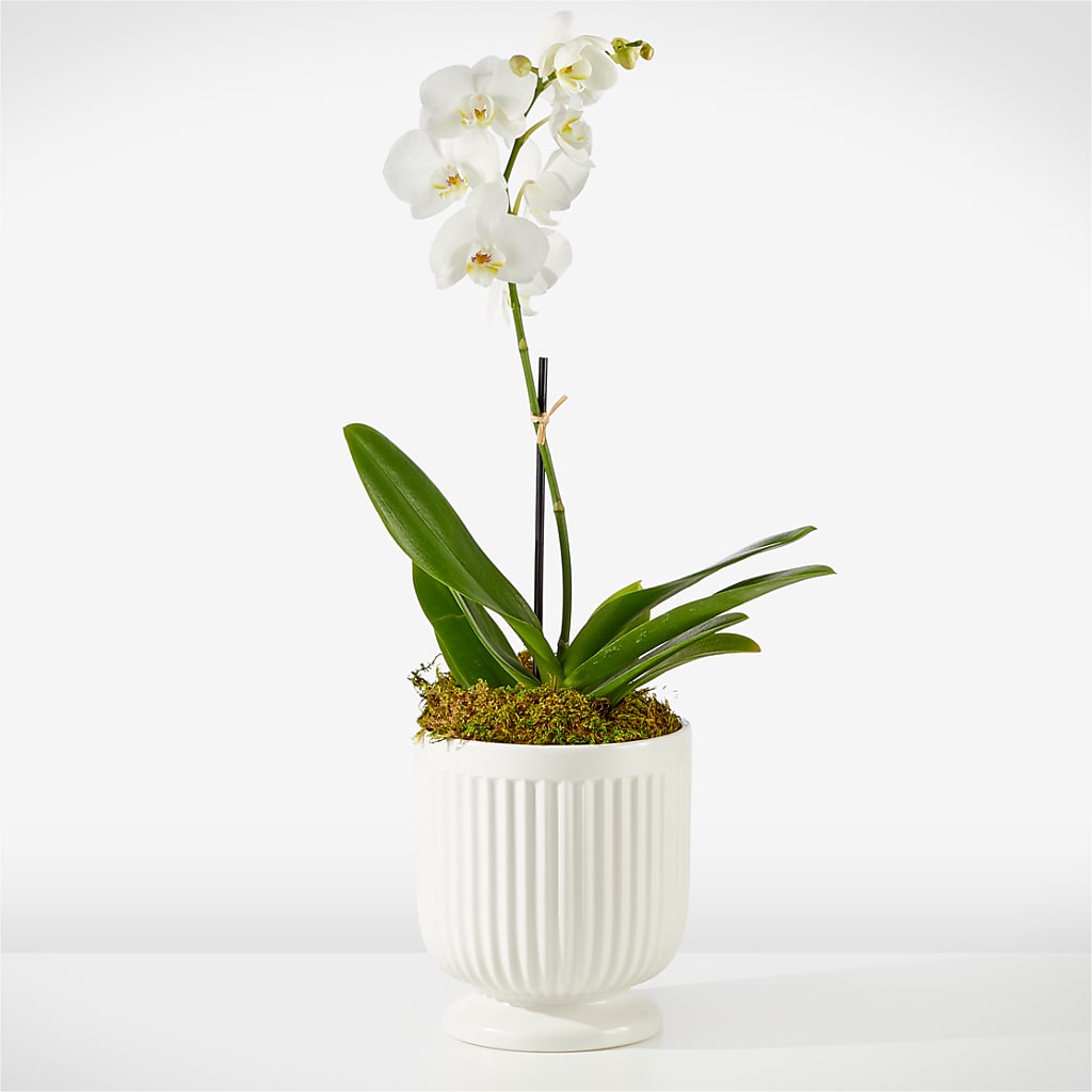 Whispering White Orchid – Sayla Flowers, Los Angeles CA