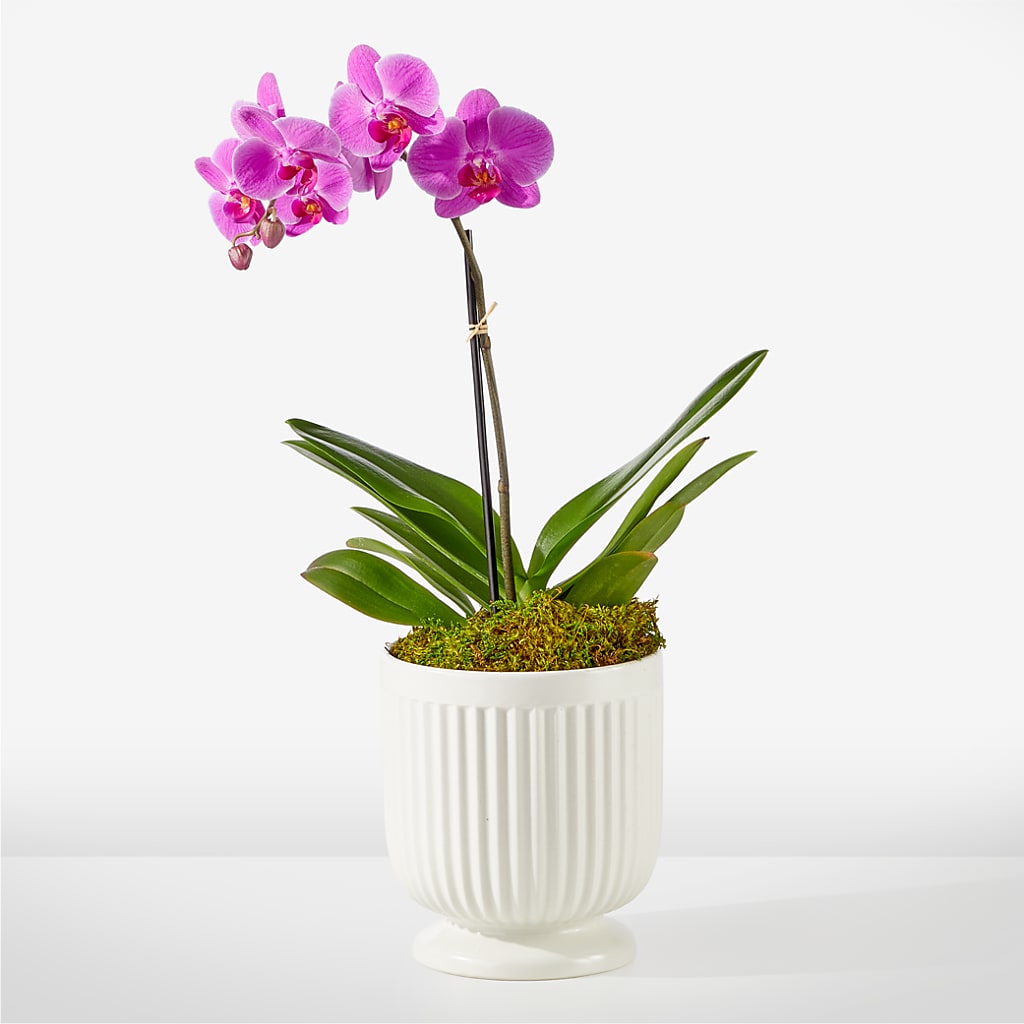Friendly Fuchsia Orchid – Sayla Flowers, Los Angeles CA