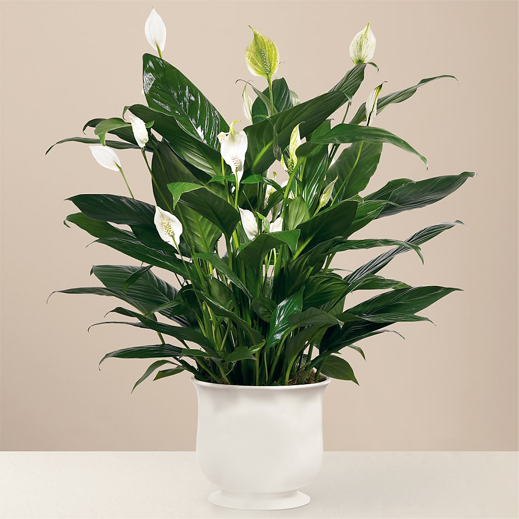 Comfort Planter – Sayla Flowers, Los Angeles CA