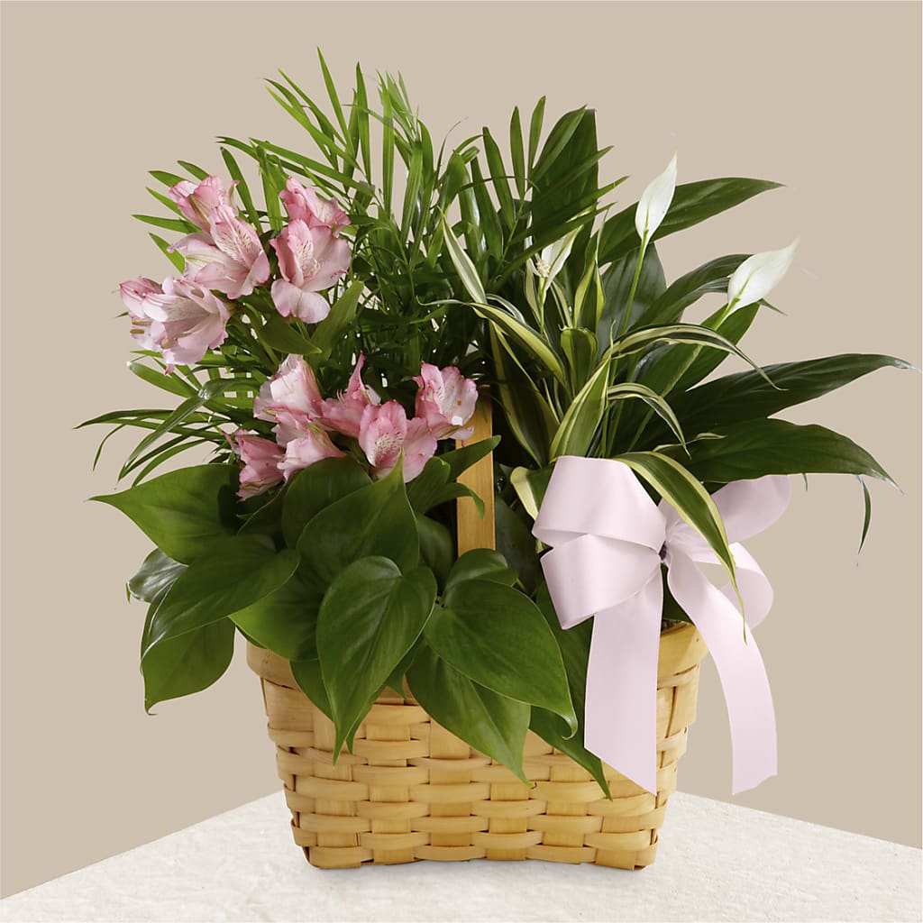 Living Spirit Dishgarden – Sayla Flowers, Los Angeles CA
