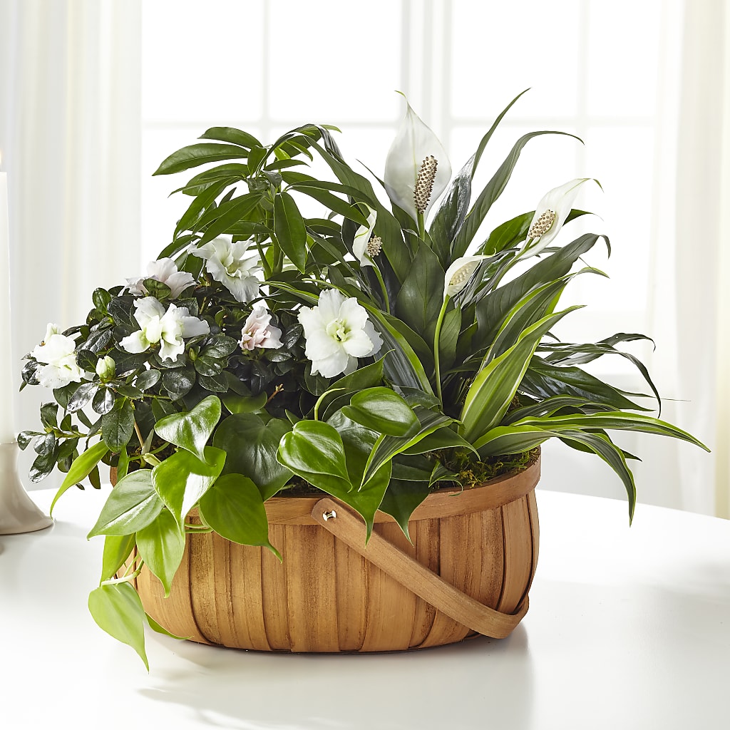 Serene Dishgarden – Sayla Flowers, Los Angeles CA