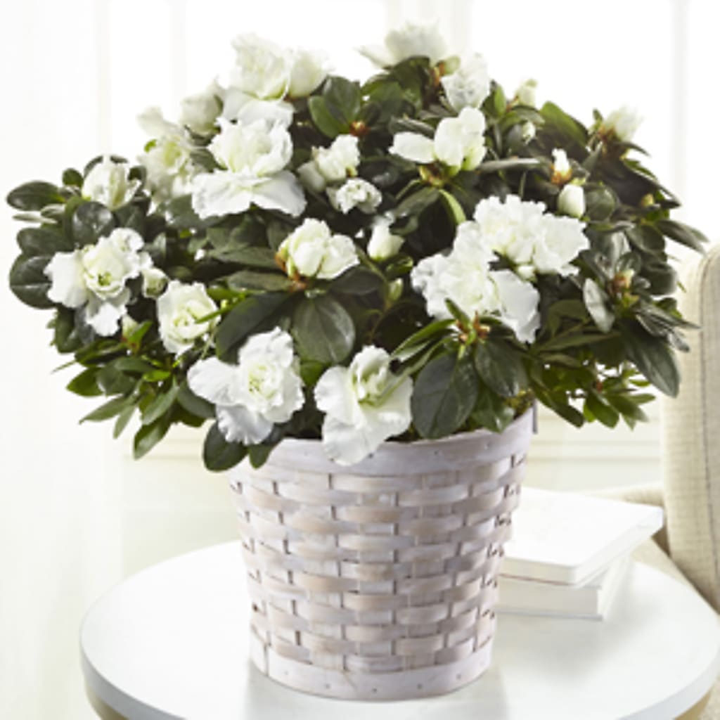 White Azalea Plant – Sayla Flowers, Los Angeles CA