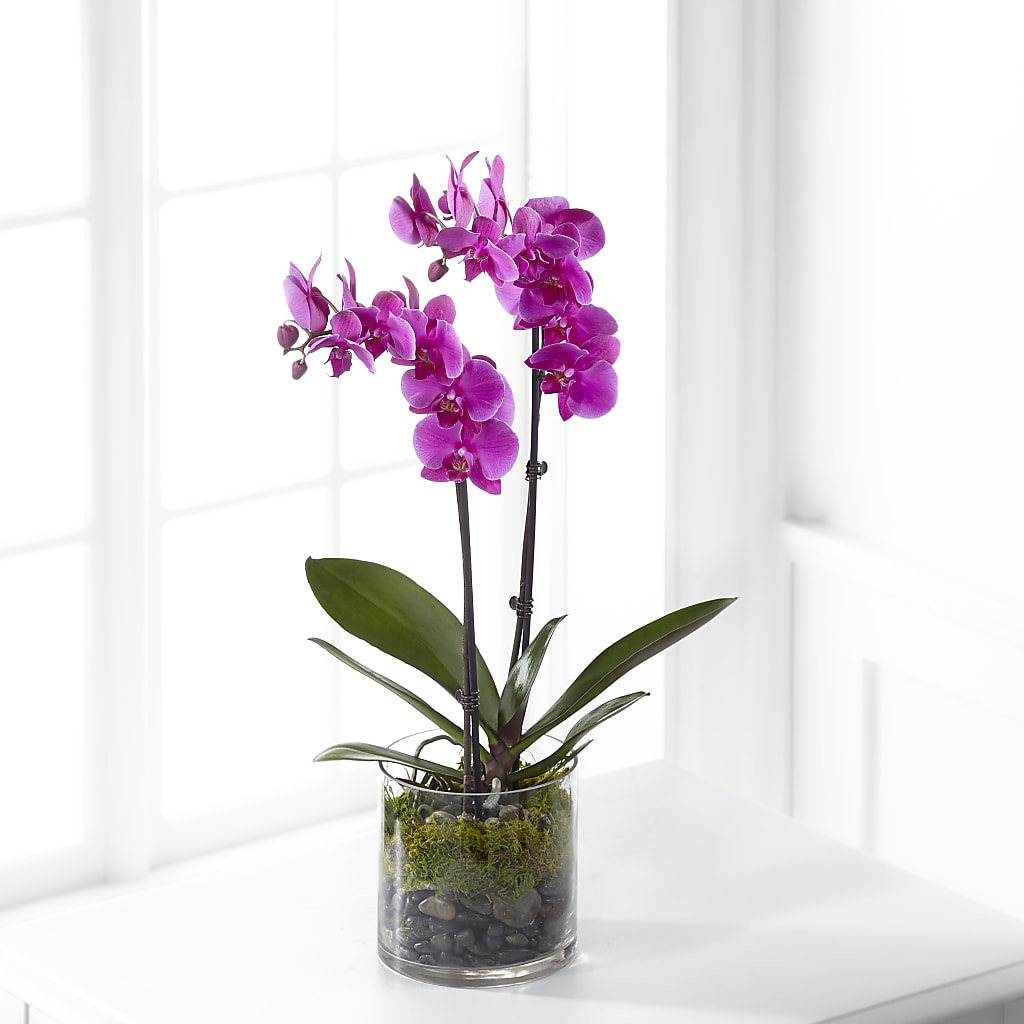 Pink Orchid Plant – Sayla Flowers, Los Angeles CA