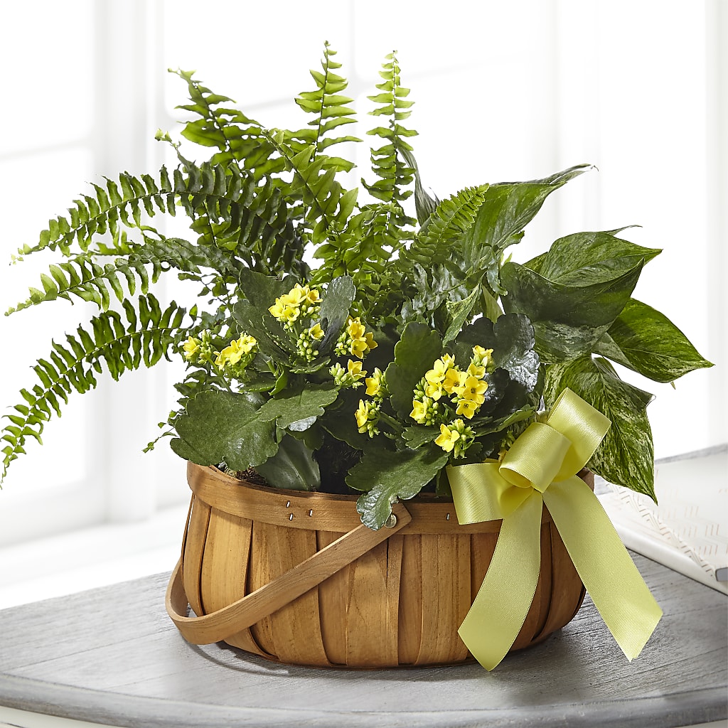 Always Dear Dishgarden – Sayla Flowers, Los Angeles CA