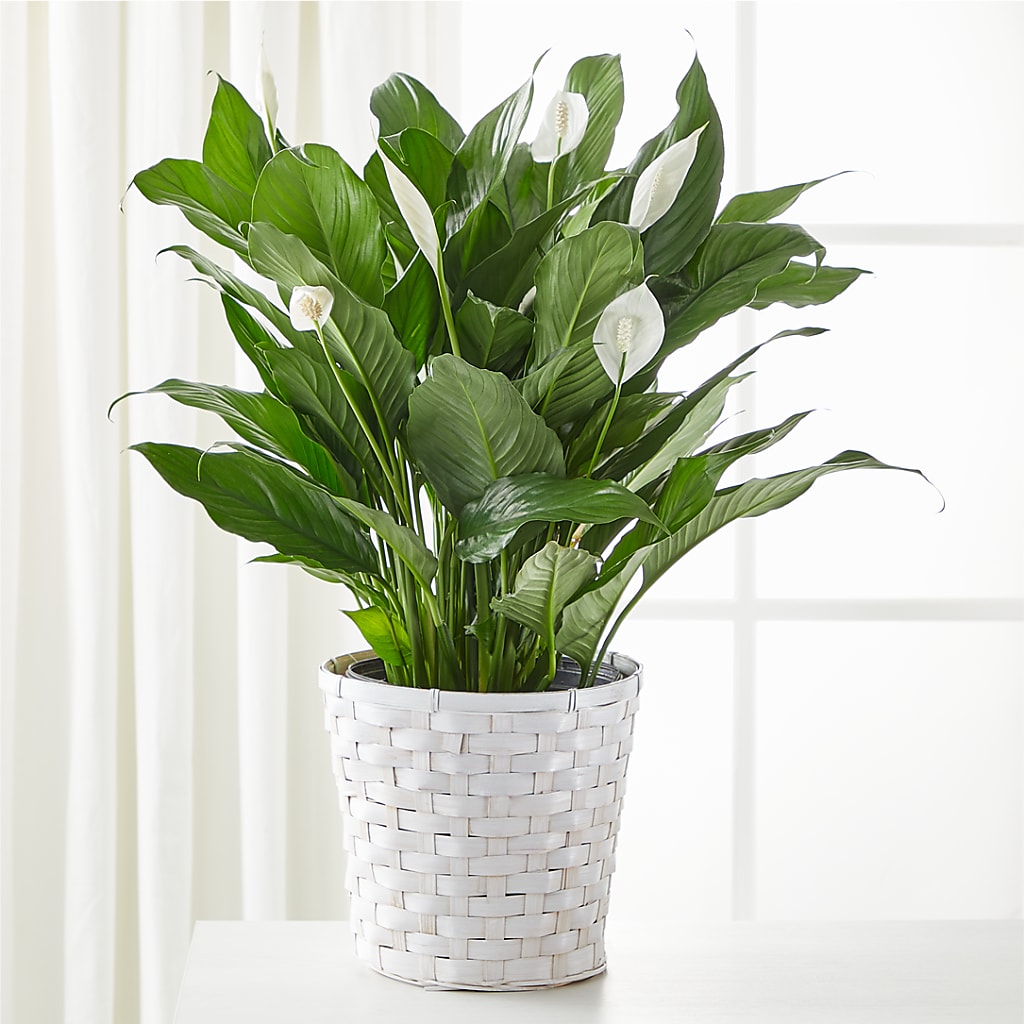 A New Leaf Peace Lily – Sayla Flowers, Los Angeles CA