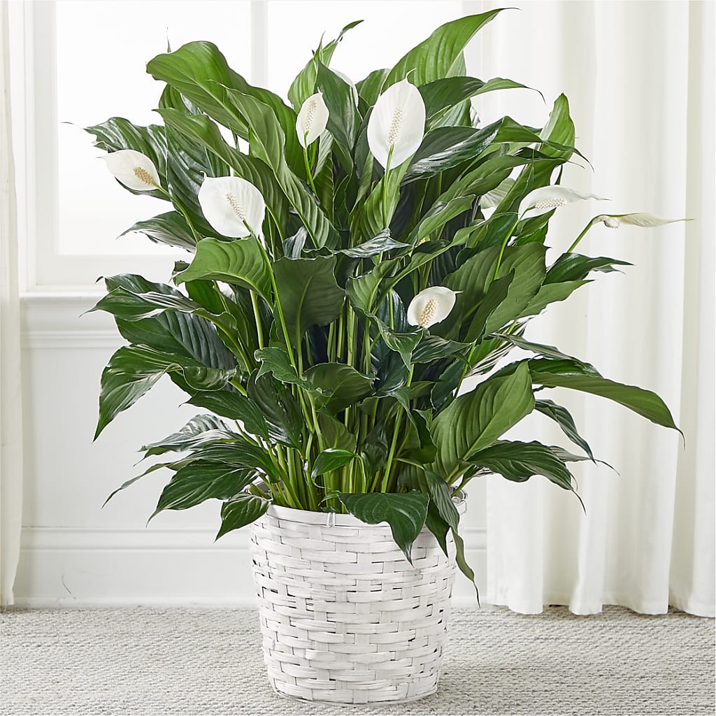 A New Leaf Peace Lily – Sayla Flowers, Los Angeles CA
