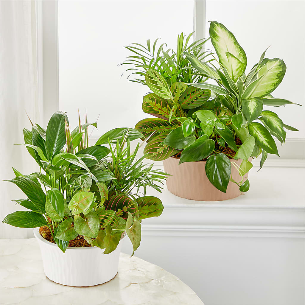 Balance & Harmony Dishgarden – Sayla Flowers, Los Angeles CA