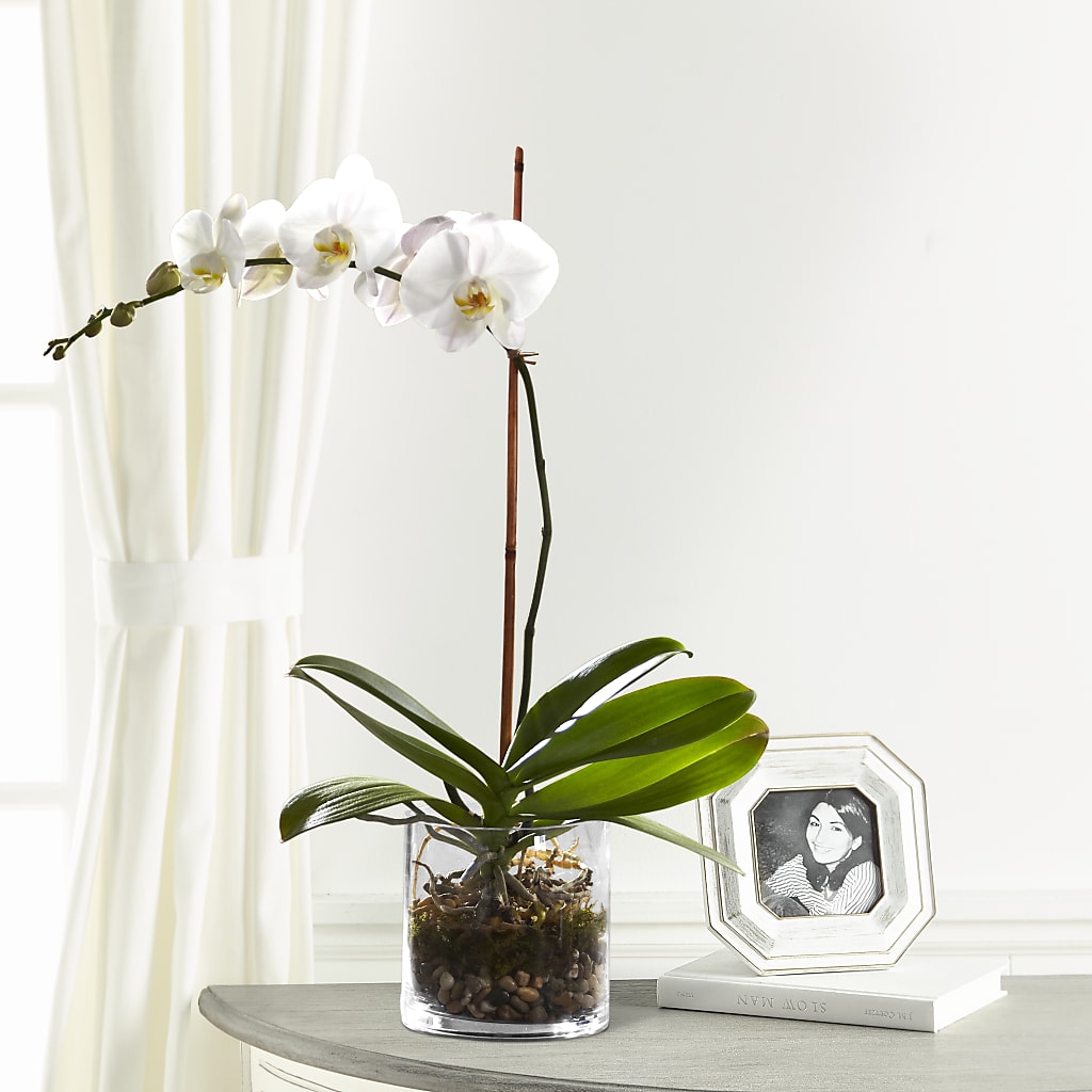 White Orchid Planter – Sayla Flowers, Los Angeles CA