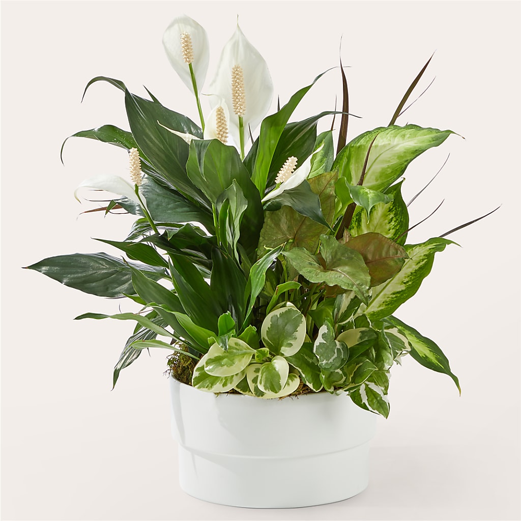 Radiating Positivity Dishgarden – Sayla Flowers, Los Angeles CA
