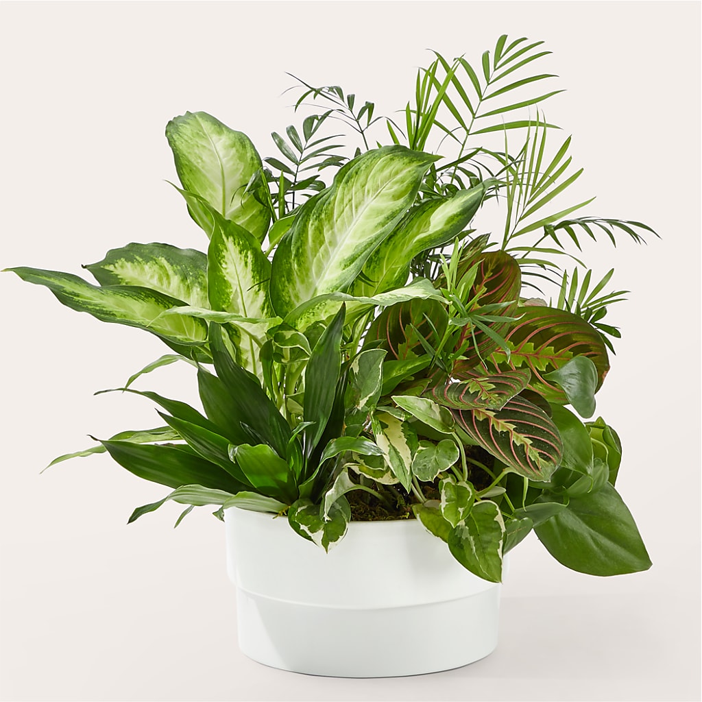 Radiating Positivity Dishgarden – Sayla Flowers, Los Angeles CA