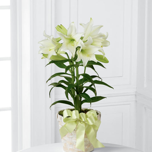 Easter Lily Plant –  Sayla Flowers, Los Angeles CA