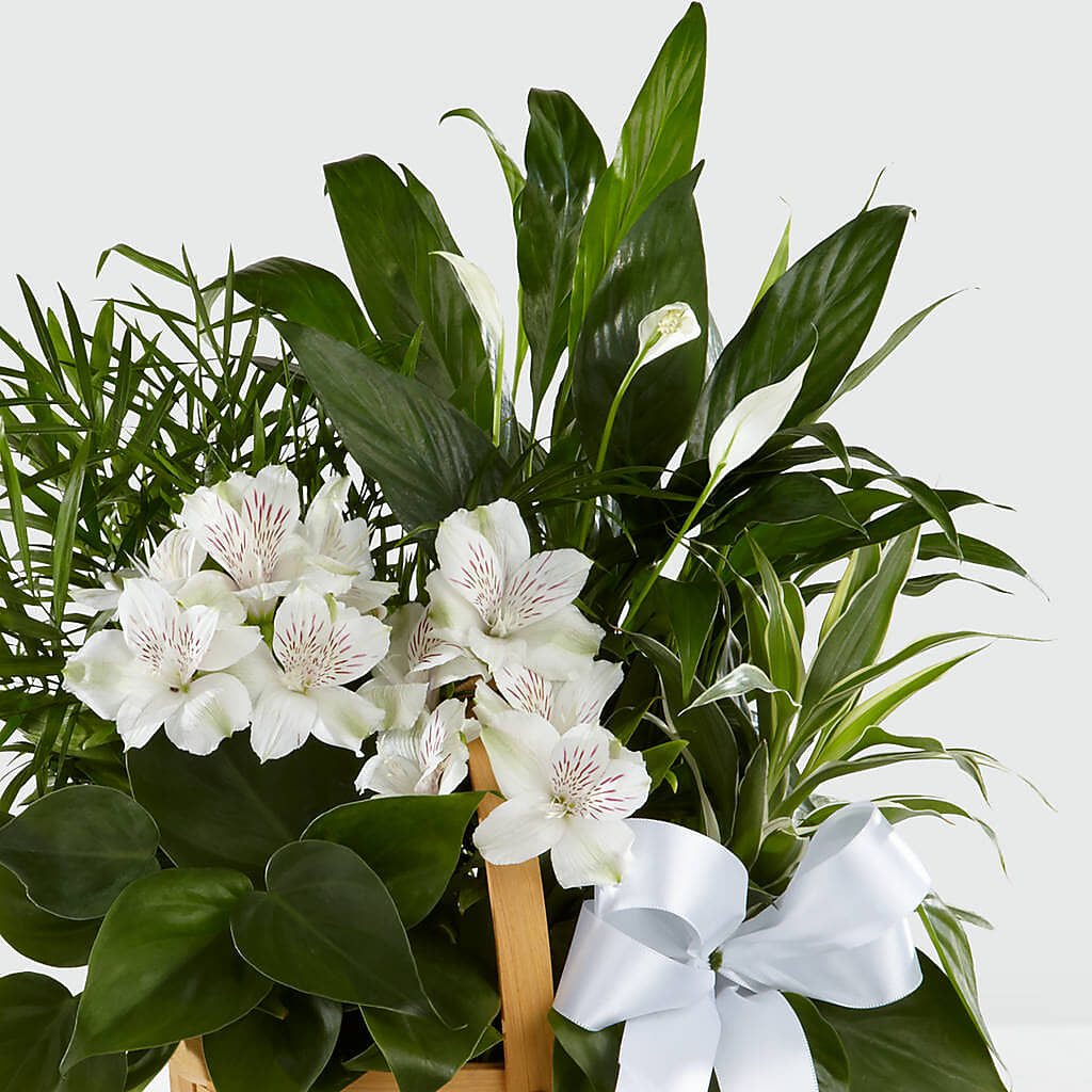 Peace & Serenity Dishgarden –  Sayla Flowers, Los Angeles CA