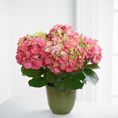 Pink Hydrangea Planter –  Sayla Flowers, Los Angeles CA