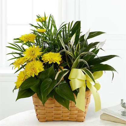 Loving Light Dishgarden –  Sayla Flowers, Los Angeles CA