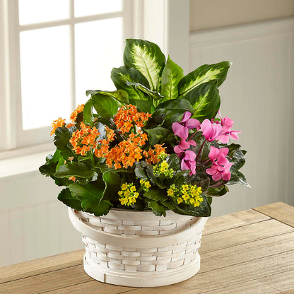 Color Crush Dishgarden –  Sayla Flowers, Los Angeles CA