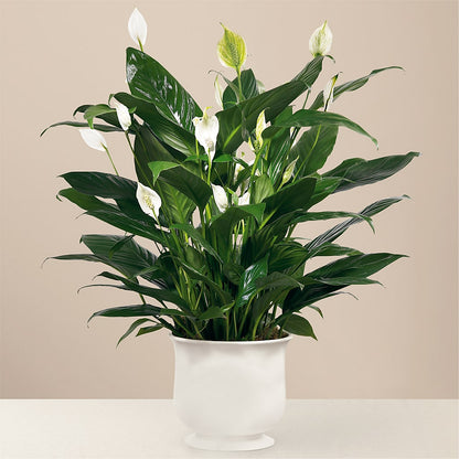 Comfort Planter –  Sayla Flowers, Los Angeles CA
