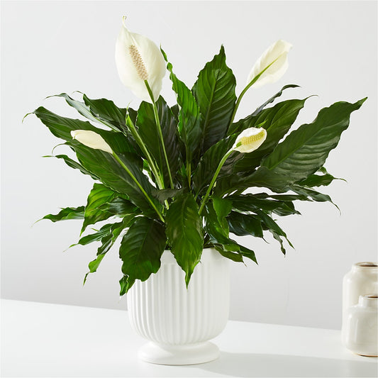 Comfort Planter –  Sayla Flowers, Los Angeles CA