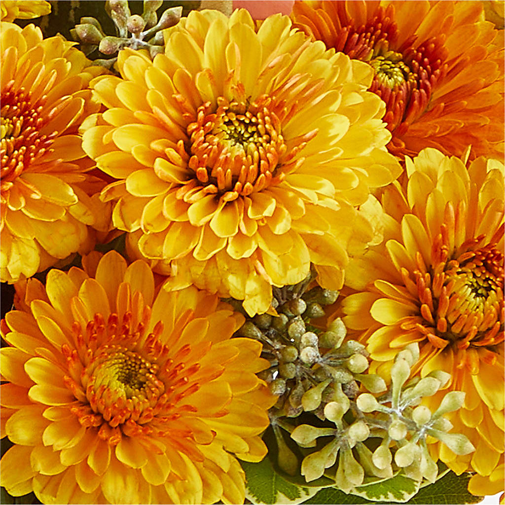 Peachy Pumpkin –  Sayla Flowers, Los Angeles CA