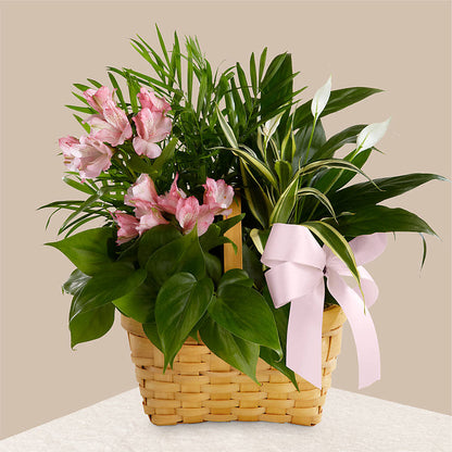 Living Spirit Dishgarden –  Sayla Flowers, Los Angeles CA