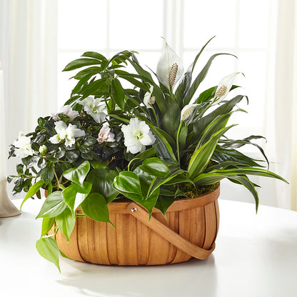 Serene Dishgarden –  Sayla Flowers, Los Angeles CA