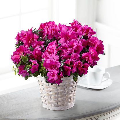 Hope & Serenity Azalea Plant –  Sayla Flowers, Los Angeles CA