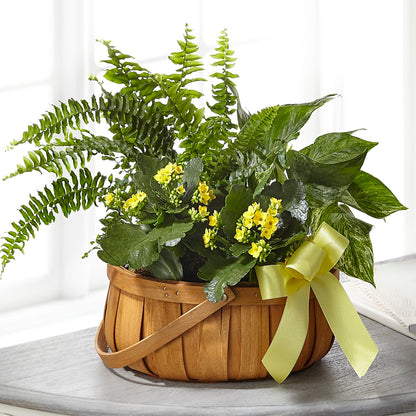 Always Dear Dishgarden –  Sayla Flowers, Los Angeles CA