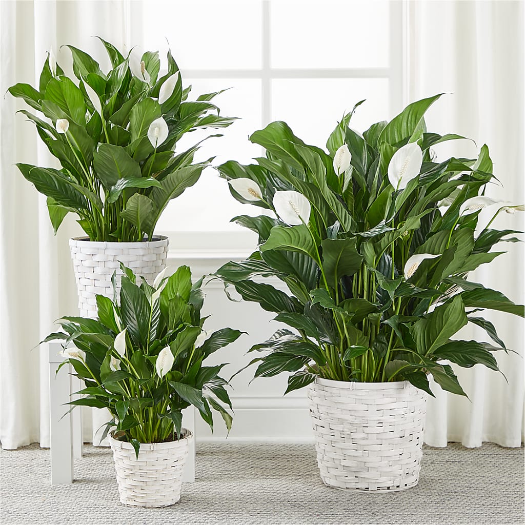 A New Leaf Peace Lily –  Sayla Flowers, Los Angeles CA