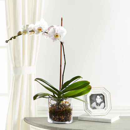 White Orchid Planter –  Sayla Flowers, Los Angeles CA